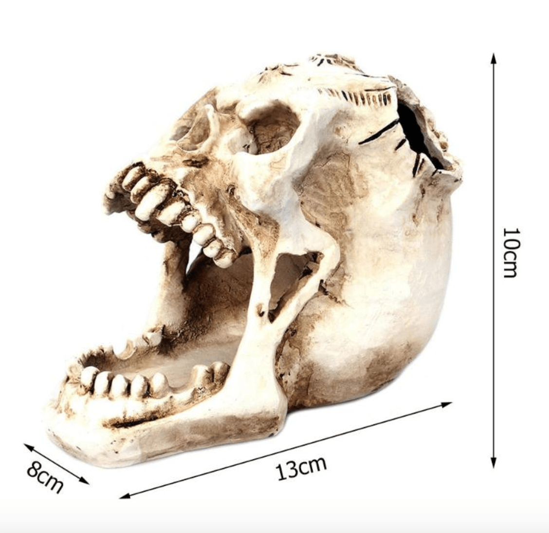 Regin Resin Skull Holder